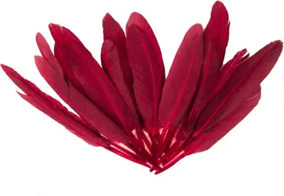 20 Entenfedern , 9-14 cm , rot
