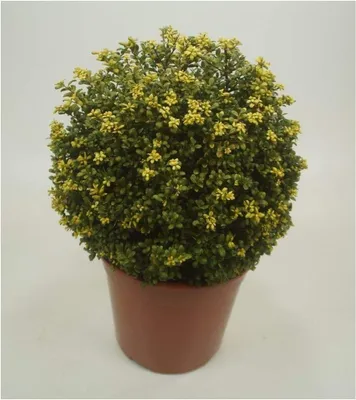Produktbild von Stauden Gänge 1 x Ilex crenata 'Convexa' Kugel 25 - 35 cm - Löffel Ilex - Der perfekte Buchsbaum-Ersatz für Ihren Garten - Buchsbaum Ersatz