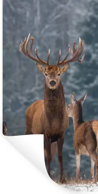 Produktbild von MuchoWow® Wandtattoo Wandsticker Wandaufkleber Hirsche - Winter - Schnee - Waldtiere - Wald - Natur 60x120 cm Selbstklebend und Repositionierbar - Selbstklebend - Fototapeten