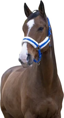Zdjęcie produktu dla Norton Equestrian Confort Halfter Niebieski  Niebieski Jeden rozmiar