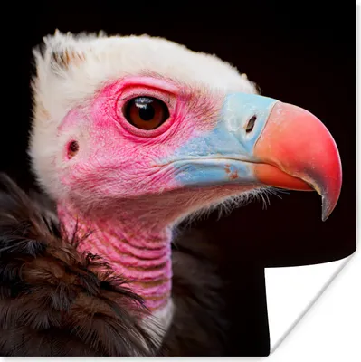 Produktbild von MuchoWow® Poster Geier - Vogel - Schnabel 75x75 cm - Wand Dekoration