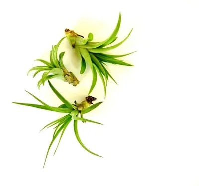 Obrázok produktu pre Gardnerova Tillandsia multiflora