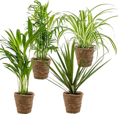 Produktbild von Bloomique - 4er-Mix - Luftreinigende Pflanzen - Dracaena - Dypsis - Chamaedorea - Chlorophytum - Zimmerpflanzen - Höhe 20-40 cm - Rattankorb 12 cm