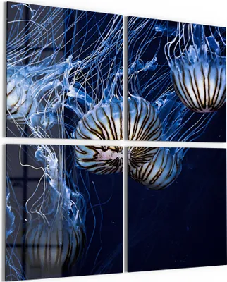 Produktbild von DEQORI Glasbild Echtglas 4x50x50 cm 'Fluoreszierende Quallen' Wandbilder XXL groß