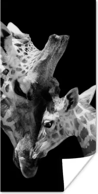 Produktbild von MuchoWow® Poster Giraffe - Wildtiere - Porträt - Schwarz-Weiß 20x40 cm - Plakat - Foto