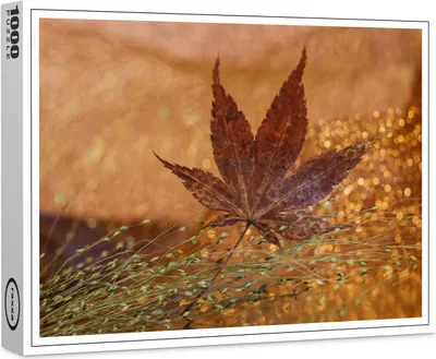 Image de puzzle premium raxxa "Automne lumineux", 1000 pièces