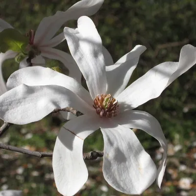 Obrázek produktu pro Magnólie - Magnolia loebneri 'Merrill' | 50-60 cm v kontejneru