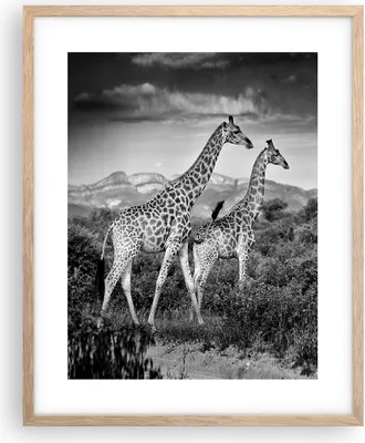 Produktbild von Gerahmtes Poster - Rahmen in heller Eiche - Giraffen Schwarzweiß Fotografie - 40x50 cm - Wand Bild - Wanddeko - Wandbilder - Kunstposter - Wandposter - Bilderrahmen - Bilder - P2NPA40x50-4441