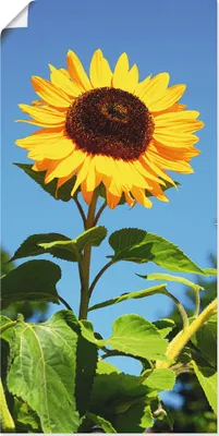 Produktbild von ARTland Poster Große Sonnenblume Größe: 20x40 cm