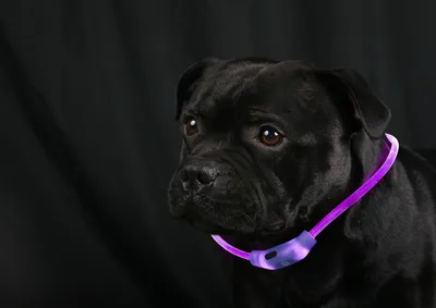Produktbild von 2x LED Leuchtband für Hunde in Lila Hundehalsband mit Akku und Blinkfunktion
