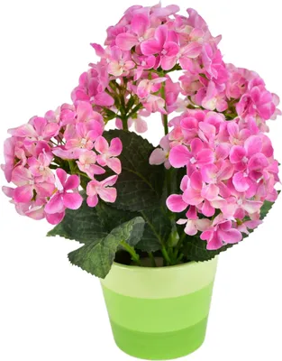 Produktbild von Hortensie rosa 5 Blumen im Keramiktopf 33x27 cm