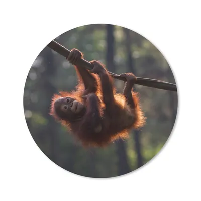 Produktbild von MuchoWow® Mauspad Mousepad Junger Orang-Utan hängt an einem Ast 20x20 cm - Mousepads - Maus Mat - Pad - Mausunterlage - Schreibtischmatte