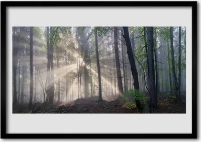 Produktbild von Bild 100x70 MDF-Rahmen Wandkunst Natur Wald Bäume