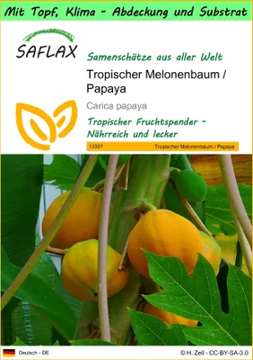 Produktbild von SAFLAX Garden to go - Tropischer Melonenbaum / Papaya - Carica papaya - 30 Samen - Mit Topf, Klima - Deckel und Anzuchtsubstrat