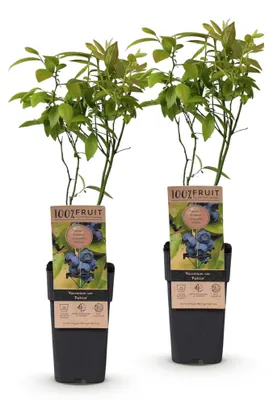 Image de Green boutiQ - Arbre fruitier - Vaccinium corymbosum Patriot - Myrtille - Rustique - Myrtille bleue - 2 plants - Pot de 15 cm - Hauteur 50 cm