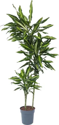 Zdjęcie produktu dla Dracena - Dracaena fragrans 'Cintho' - Wysokość 140-150cm - ⌀24cm