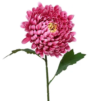 Obrázek produktu pro Pivoňka, 60 cm, růžová, KSD