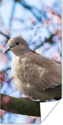 Produktbild von MuchoWow® Poster Vogel - Blumen - Taube - Blütenzweige - Rosa 20x40 cm - Plakat - Foto