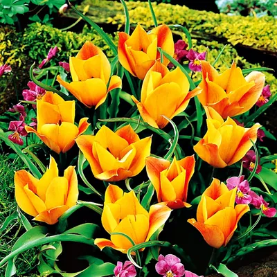 Zdjęcie produktu dla Tulipan Botaniczny Bronze Charm 5 szt Tulipany Cebulki Tulipanów Cebule