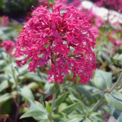 Obrázok produktu pre 6 x Červenokvetá ostrica - Centranthus ruber 'Coccineus' | Kvetináč 9cm x 9cm