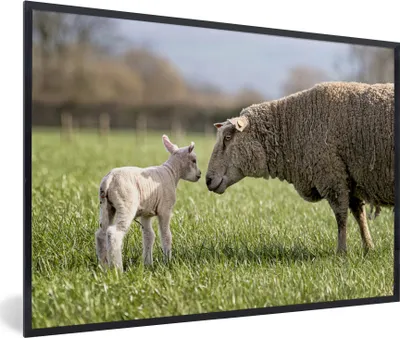 Produktbild von MuchoWow® MuchoWow® Gerahmtes Poster Schafe - Gras - Lamm 90x60 cm - Poster mit zchwarzem Bilderrahmen - Fotorahmen - Foto-Plakat
