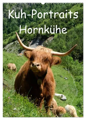 Produktbild von Kuhportraits Hornkühe (Wandkalender 2027 DIN A2 hoch), CALVENDO Monatskalender