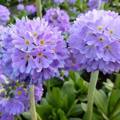 Produktbild von 6 x Kugelige Schlüsselblume - Primula denticulata 'Cachemiriana' - Topf 9cm x 9cm