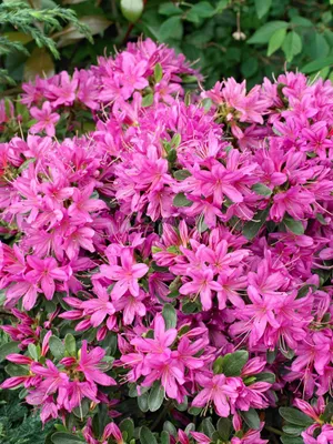 Produktbild von Rhododendron obtusum 'Hatsugiri', Azalee, lila, 20–25 cm