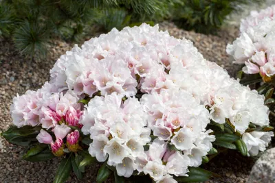 Produktbild von Rhododendron yakushimanum 'Edelweiß', weiß, 40–50 cm