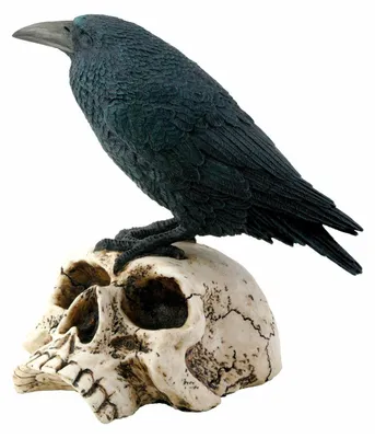 Produktbild von Schwarzer Rabe auf skelettiertem Totenkopf