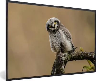 Produktbild von MuchoWow® MuchoWow® Gerahmtes Poster Jungtiere - Sperberkauz - Zweig 90x60 cm - Poster mit zchwarzem Bilderrahmen - Fotorahmen - Foto-Plakat