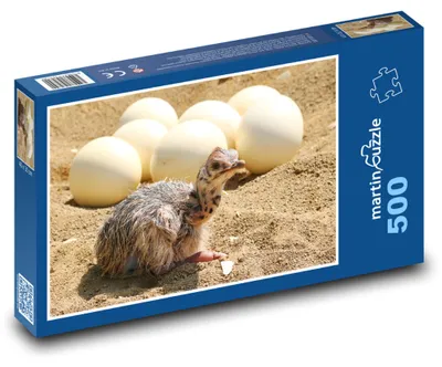 Zdjęcie produktu dla Puzzle 500 Pisklę strusia i jaja - martinpuzzle