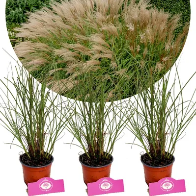 Three potted ornamental grasses are displayed against a white background, with a larger, blurred image of similar grasses in the background.