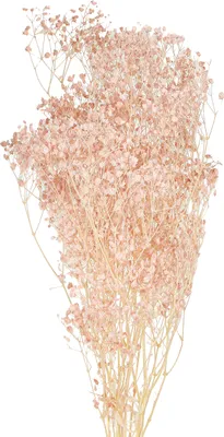 Produktbild von Schleierkraut Deko Orange Trockenblumen Boho Natur 65-70cm 100g