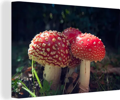 Produktbild von OneMillionCanvasses® - Leinwandbilder - 140x90 cm, Drillingsfliegenpilz, Wandbilder Kunstdruck Wanddekoration - Foto auf Leinwand - Gemälde auf Holzrahmen