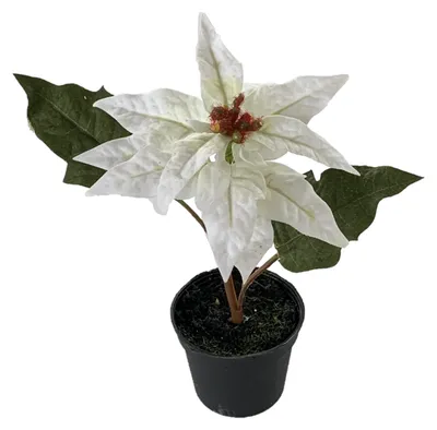 Produktbild von Kunstblume POINSETTIE im TOPF. 17 cm. Christstern in WEISS