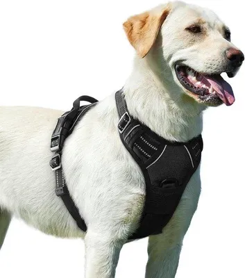 Image de Harnais de sécurité pour chiens, grand format, moyen format, harnais de promenade rembourré noir