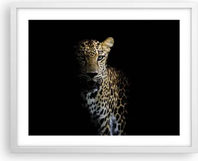 Produktbild von Gerahmtes Poster - Weißer Rahmen - Schattig Leopard Panther - 50x40 cm - Wand Bild - Wanddeko - Wandbilder - Kunstposter - Wandposter - Bilderrahmen - Bilder - Kunstdruck - P2WAA50x40-4585