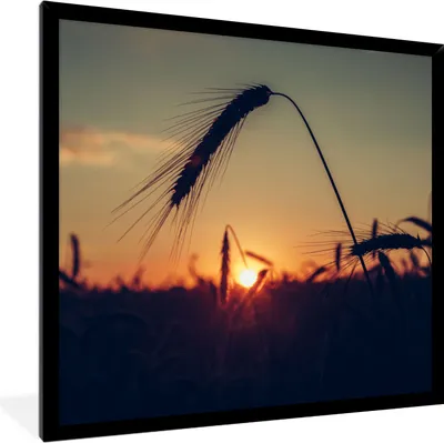 Produktbild von MuchoWow® Gerahmtes Poster Gras - Herbst - Sonnenuntergang - Jahreszeiten - Landschaft 40x40 cm - Poster mit Schwarzem Bilderrahmen Wandposter Rahmen Foto Bilder - Mit Rahmen - Wanddekoration Schlafzimmer