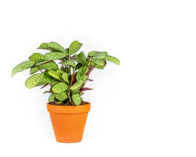 Produktbild von Gardneria, Ctenanthe burle-marxii, Topfgröße: 12 cm Durchmesser