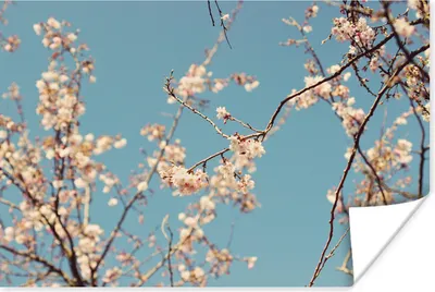 Produktbild von MuchoWow® Poster Blüte 30x20 cm - Plakate - Print