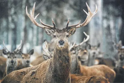 Produktbild von Fußmatte Winter Hirsch