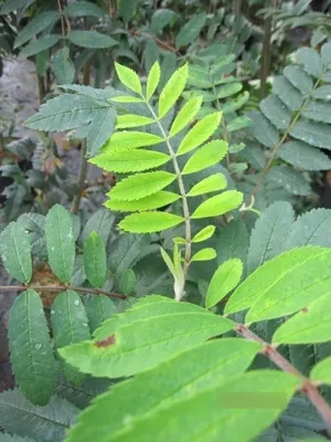 Produktbild von Sorbus aucuparia Edulis - Essbare Eberesche Edulis
