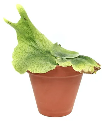 Obrázok produktu pre Gardners Platycerium superbum, priemer 12-14 cm