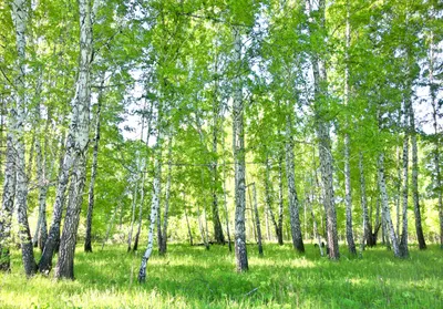 Produktbild von Vlies Fototapete Wald 416x254 cm inkl. Kleister Birkenwald Birken Landschaft Natur Grün Wohnzimmer Schlafzimmer Vliestapete Modern Tapete Wandtapete Motivtapete