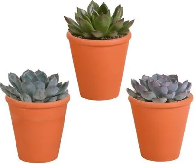 Obrázek produktu pro Echeveria Mix – rozchodníky, 3 rostliny – Ø 8,5 cm, pokojové rostliny v terakotovém květináči – různé barevné sukulenty – nenáročné mini