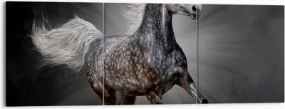 Produktbild von Bild auf Leinwand - Leinwandbild - Pferd Tier Natur - 150x50cm - Wand Bild - Wanddeko - Wandbilder - Leinwanddruck - Bilder - Kunstdruck - Wanddekoration - Leinwand bilder - Wandkunst - CA150x50-3593