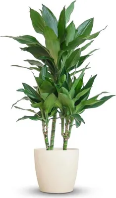 Image de Green boutiQ - Plante d'intérieur - Dracaena Janet Craig - Vert - Peu d'entretien - 1 plante - avec pot blanc - Pot 21 cm - Hauteur 90 à 100 cm