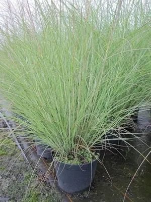 Produktbild von Miscanthus sinensis Kleine Silberspinne - Garten-Chinaschilf