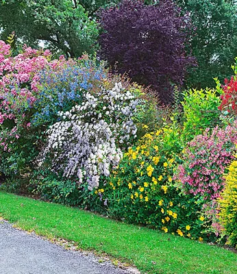 Produktbild von BALDUR Garten 5er Sommer-Hecken-Kollektion, Pflanzen im 13 cm-Topf, Blütenhecke, Blühhecke, Caryopteris, Hypericum, Deutzia Strawberry Field, Spirea und Weigelie, reicht für 5 Meter, winterhart